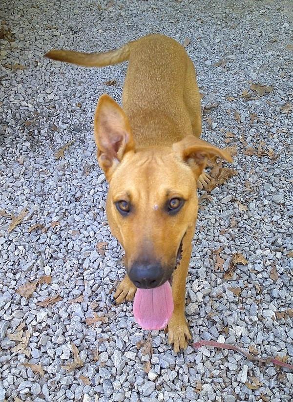 Enlarge MACON BACON, a Adoptable Hound in Pegram, TN image 2/6