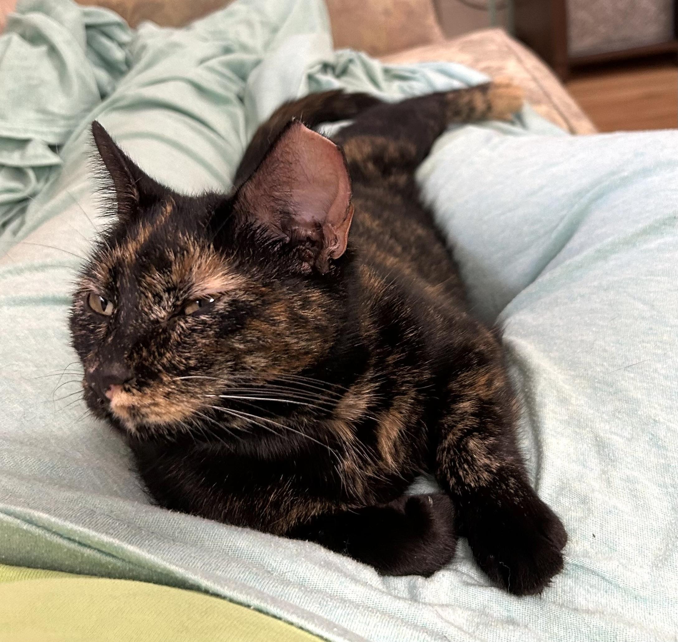Enlarge LAP KITTY LUCY, a Adoptable Tortoiseshell in pensacola, FL image 2/6