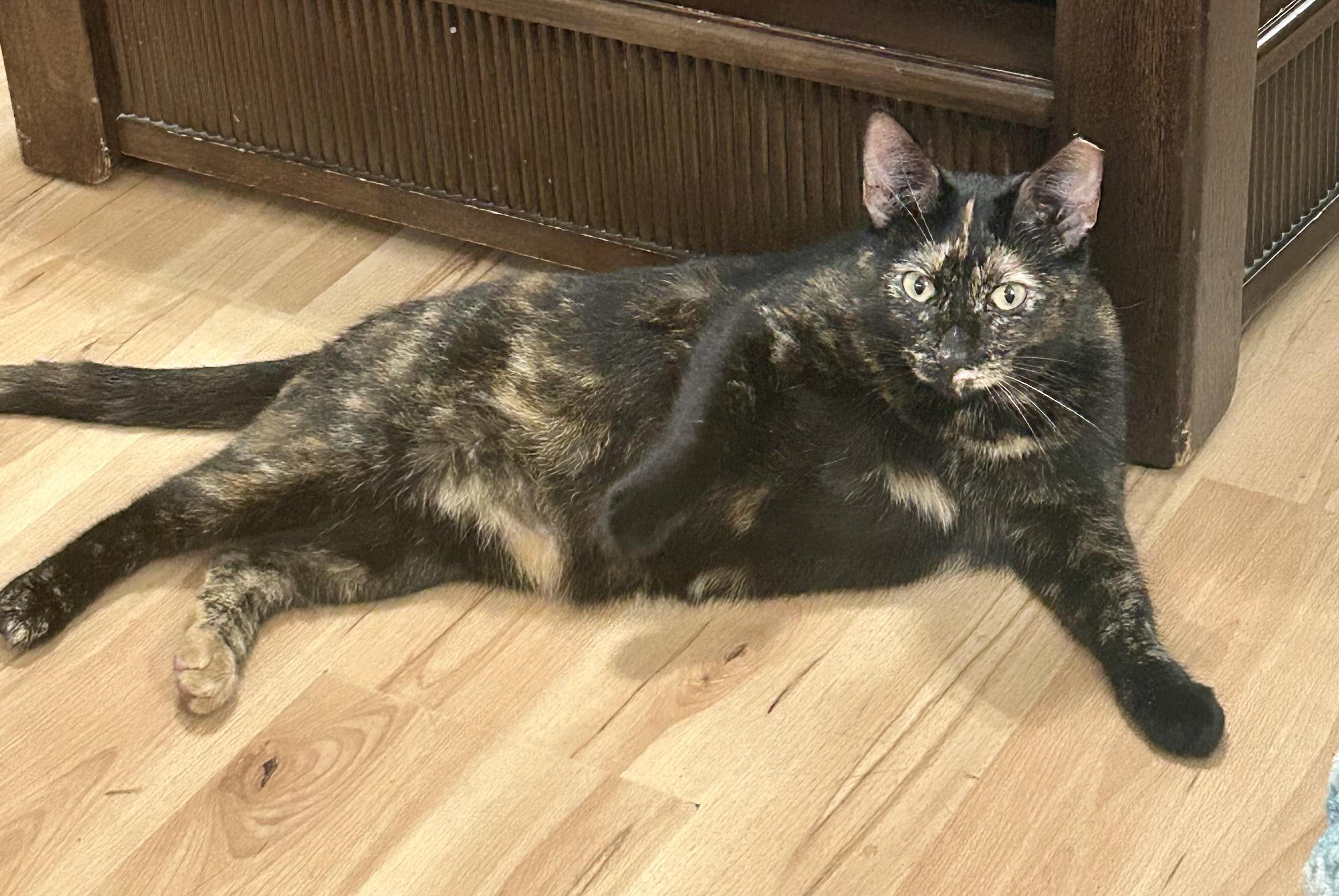 Enlarge LAP KITTY LUCY, a Adoptable Tortoiseshell in pensacola, FL image 4/6