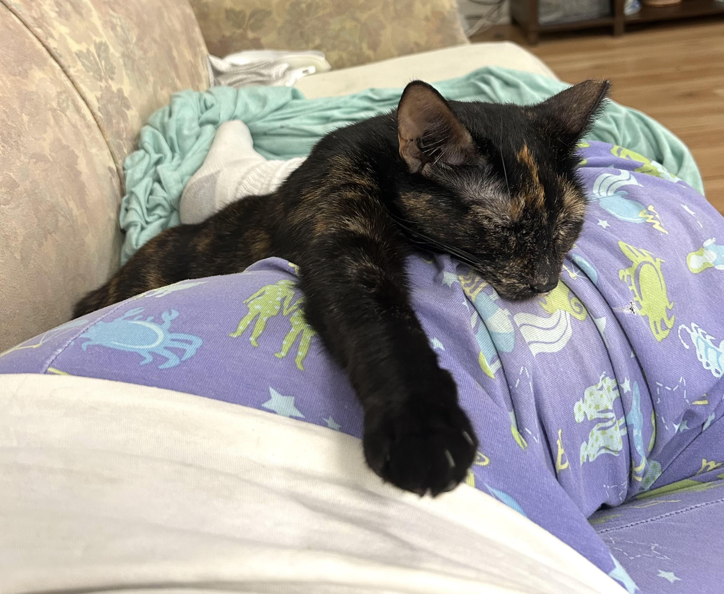 LAP KITTY LUCY, Adoptable, Adult Female Tortoiseshell.