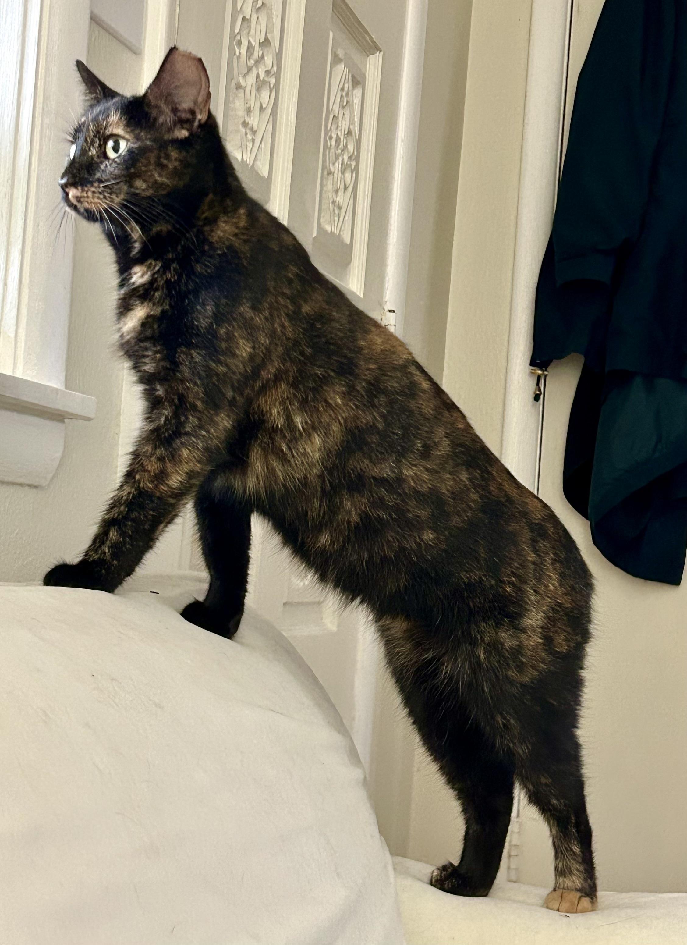 Enlarge LAP KITTY LUCY, a Adoptable Tortoiseshell in pensacola, FL image 5/6