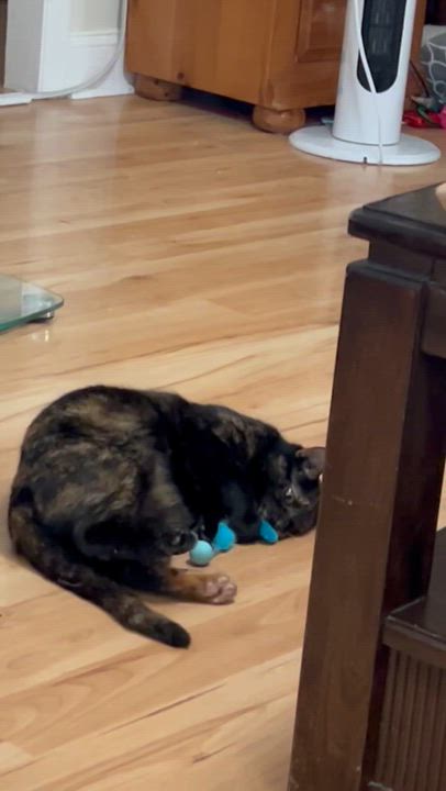 Enlarge LAP KITTY LUCY, a Adoptable Tortoiseshell in pensacola, FL video 6/6