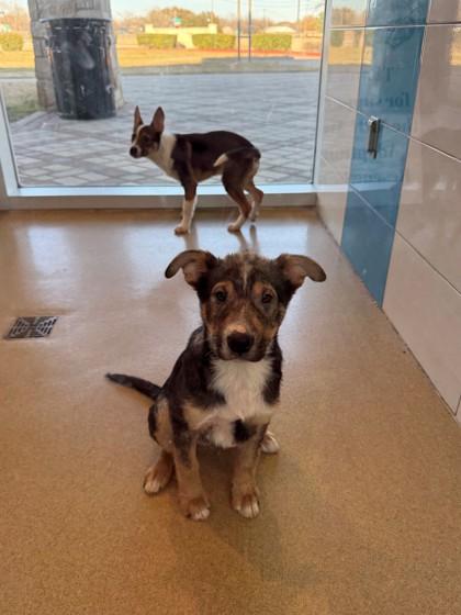 Duff, Adoptable, Puppy Male Shepherd & Mixed Breed.