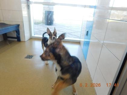 Enlarge Duff, a Adoptable mixed breed in North Richland Hills, TX image 2/2