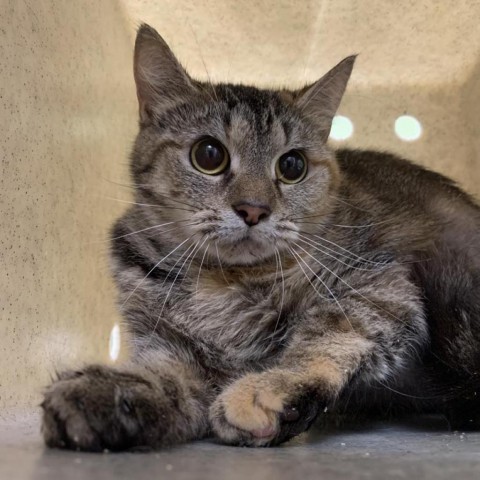 Watercolor, a Adoptable Domestic Short Hair in Lyndhurst, VA image 1/3