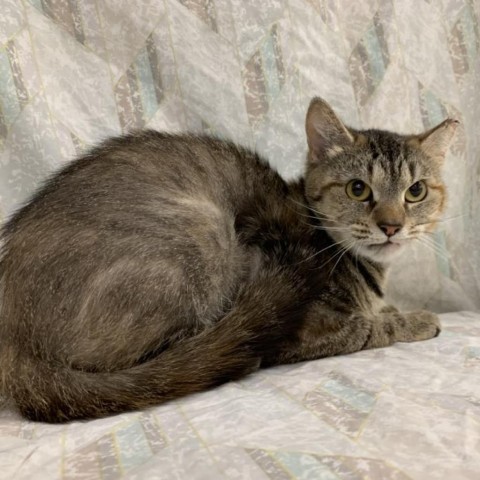 Watercolor, Adoptable, Adult Female Domestic Short Hair.