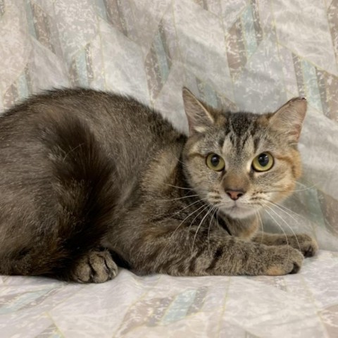 Watercolor, a Adoptable Domestic Short Hair in Lyndhurst, VA image 3/3