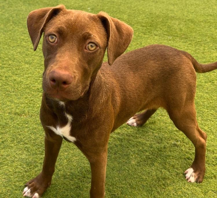 Enlarge Dan, a Adopted mixed breed in San Antonio, TX image 5/6