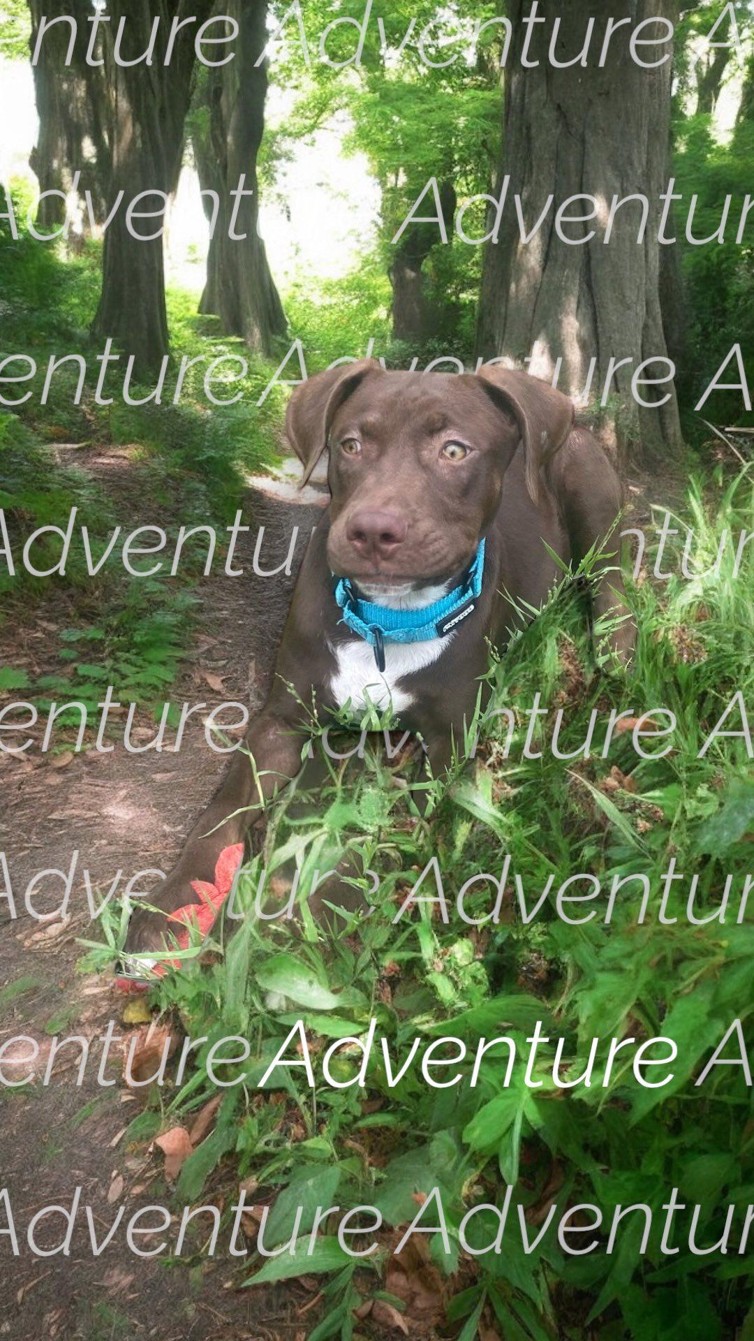 Enlarge Dan, a Adopted mixed breed in San Antonio, TX image 3/6