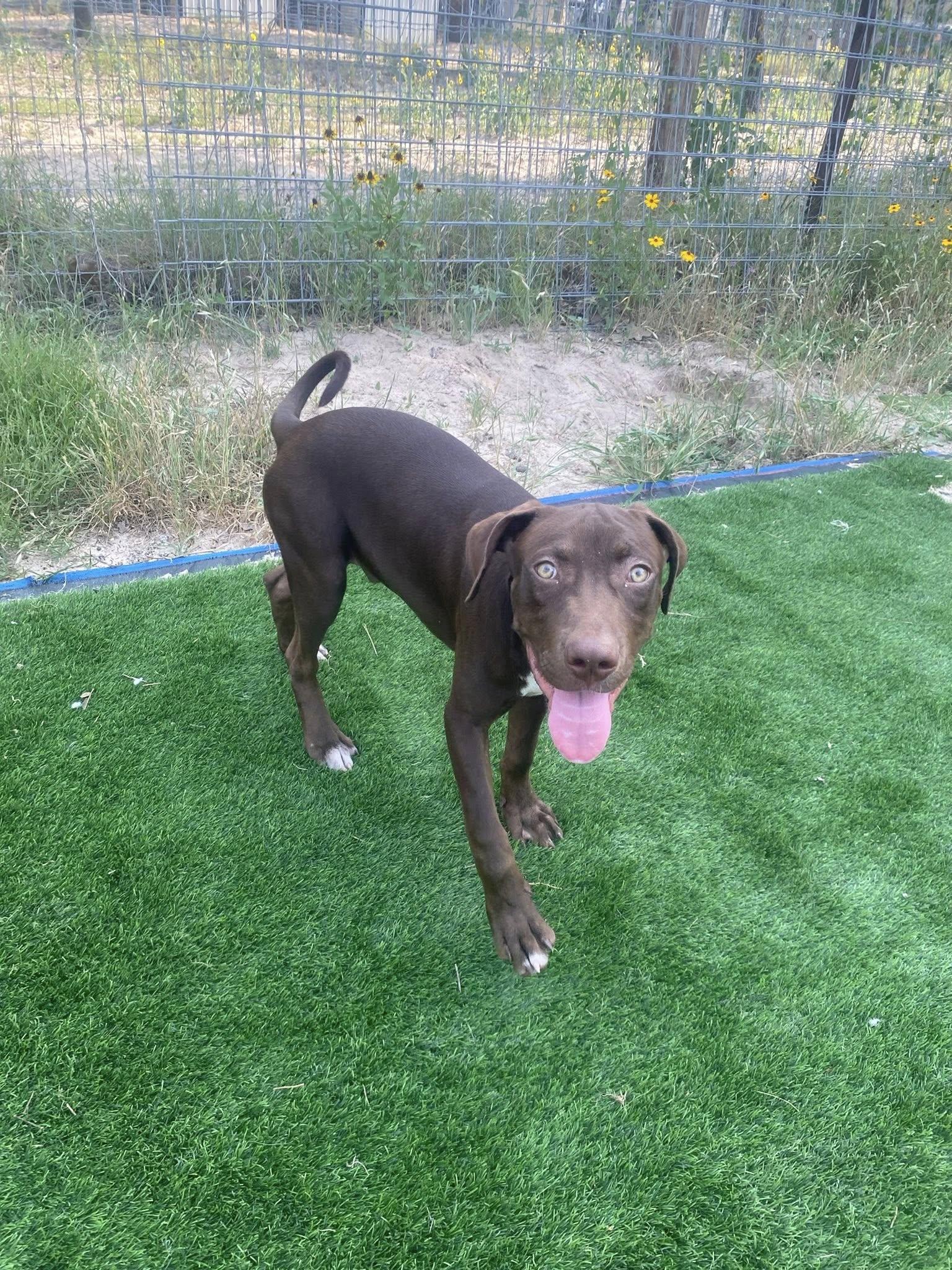 Enlarge Dan, a Adopted mixed breed in San Antonio, TX image 4/6