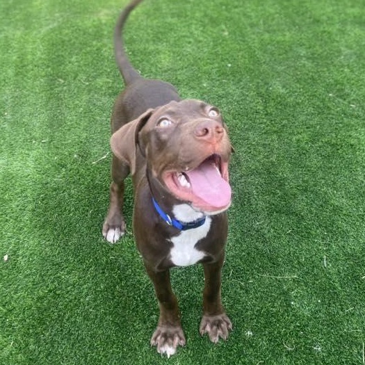 Enlarge Dan, a Adopted mixed breed in San Antonio, TX image 2/6