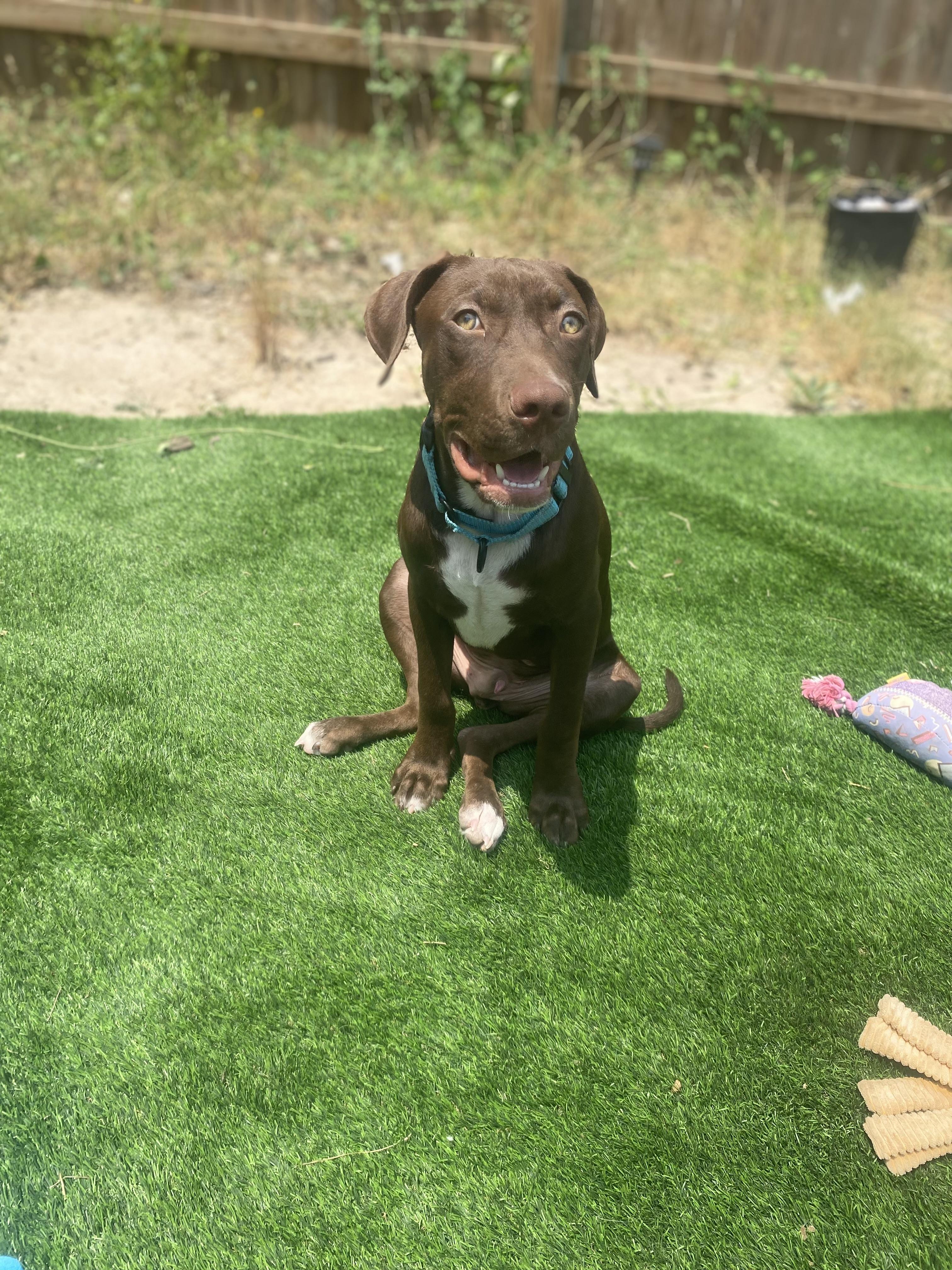 Enlarge Dan, a Adopted mixed breed in San Antonio, TX image 6/6