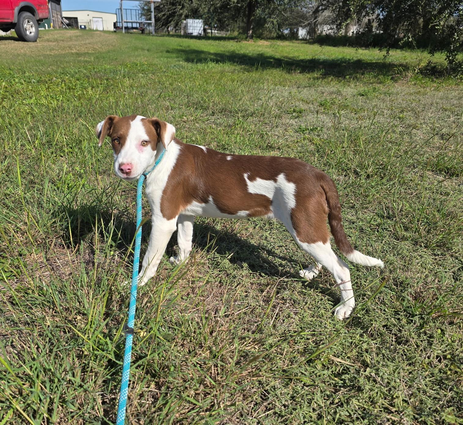 Romeo — thumbnail 4