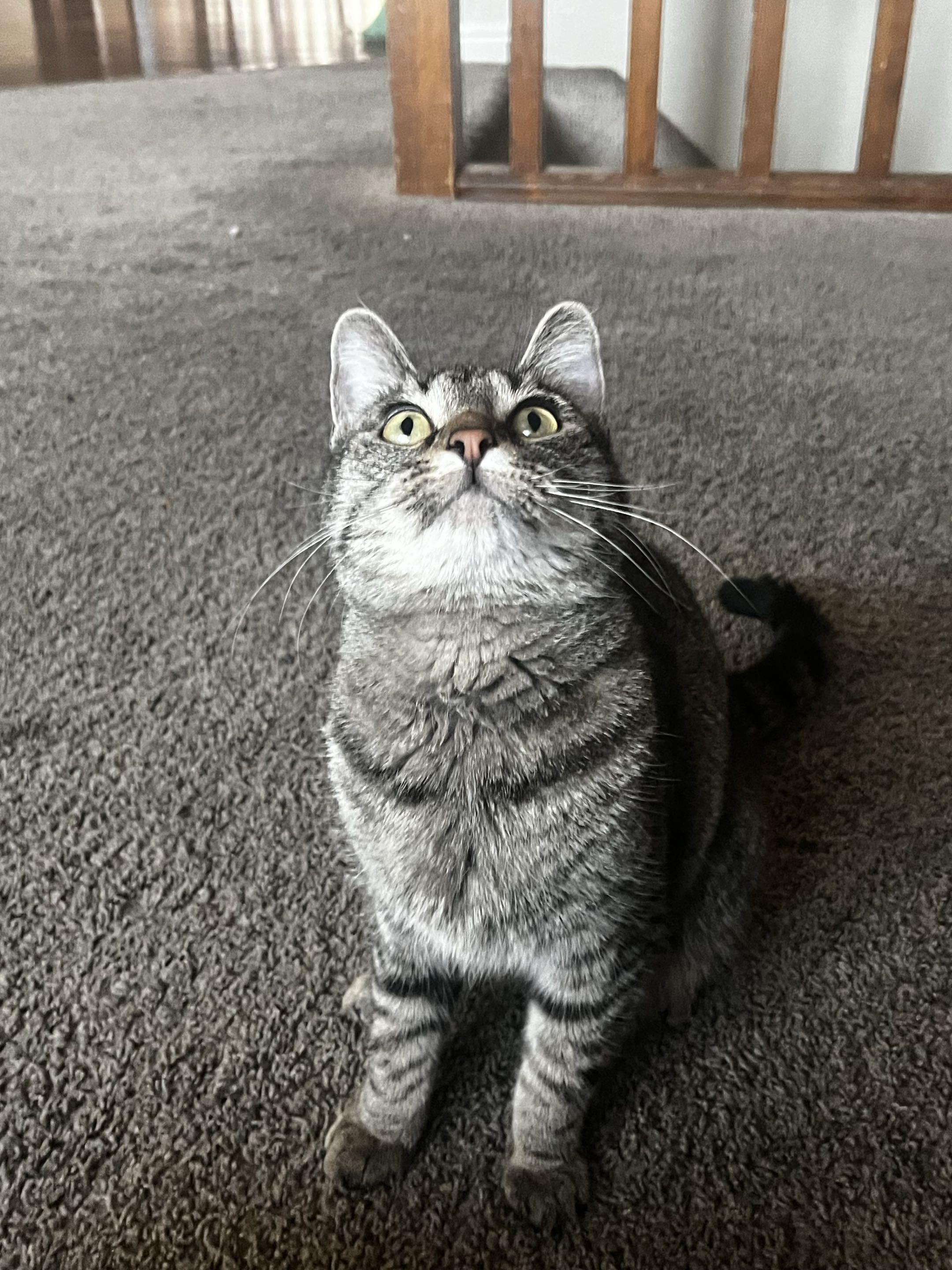 Mittens — thumbnail 2