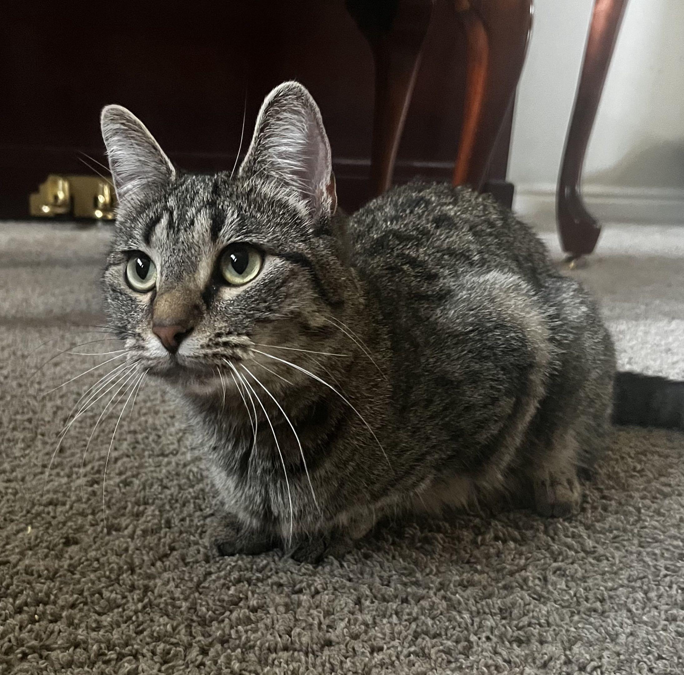 Mittens — thumbnail 4