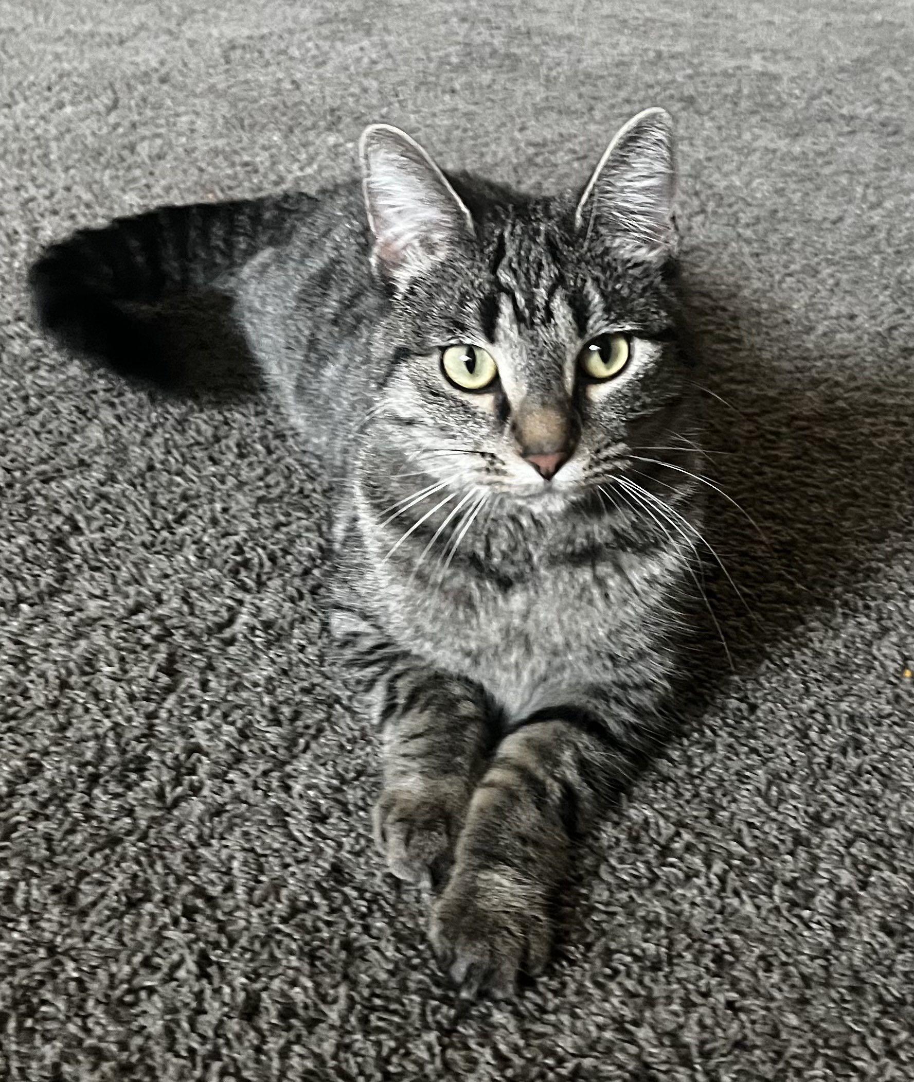 Mittens — thumbnail 5