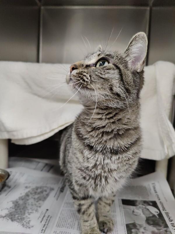 Mittens — thumbnail 6