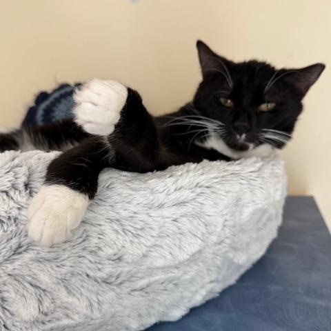 Enlarge Cool Whip, an adopted Domestic Short Hair in Salisbury, MA image 1/5