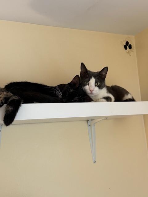 Cool Whip, an adoptable Domestic Short Hair in Salisbury, MA, 01952 | Photo Image 2