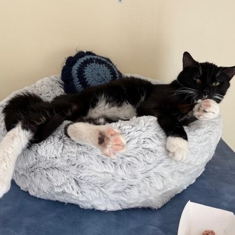 Enlarge Cool Whip, an adopted Domestic Short Hair in Salisbury, MA image 4/5