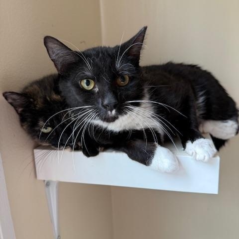 Enlarge Cool Whip, an adopted Domestic Short Hair in Salisbury, MA image 2/5