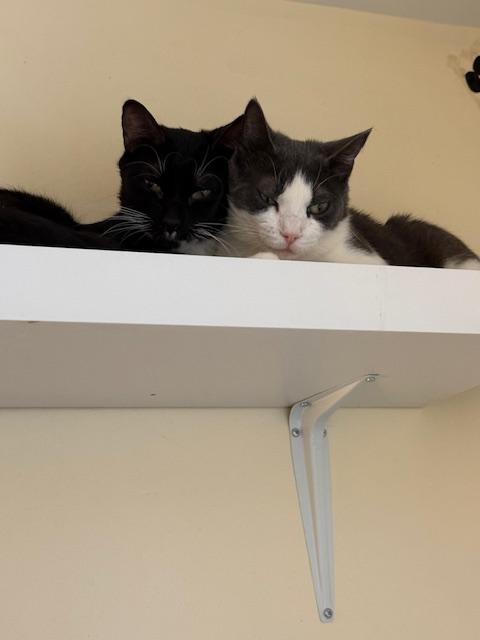 Cool Whip, an adoptable Domestic Short Hair in Salisbury, MA, 01952 | Photo Image 3