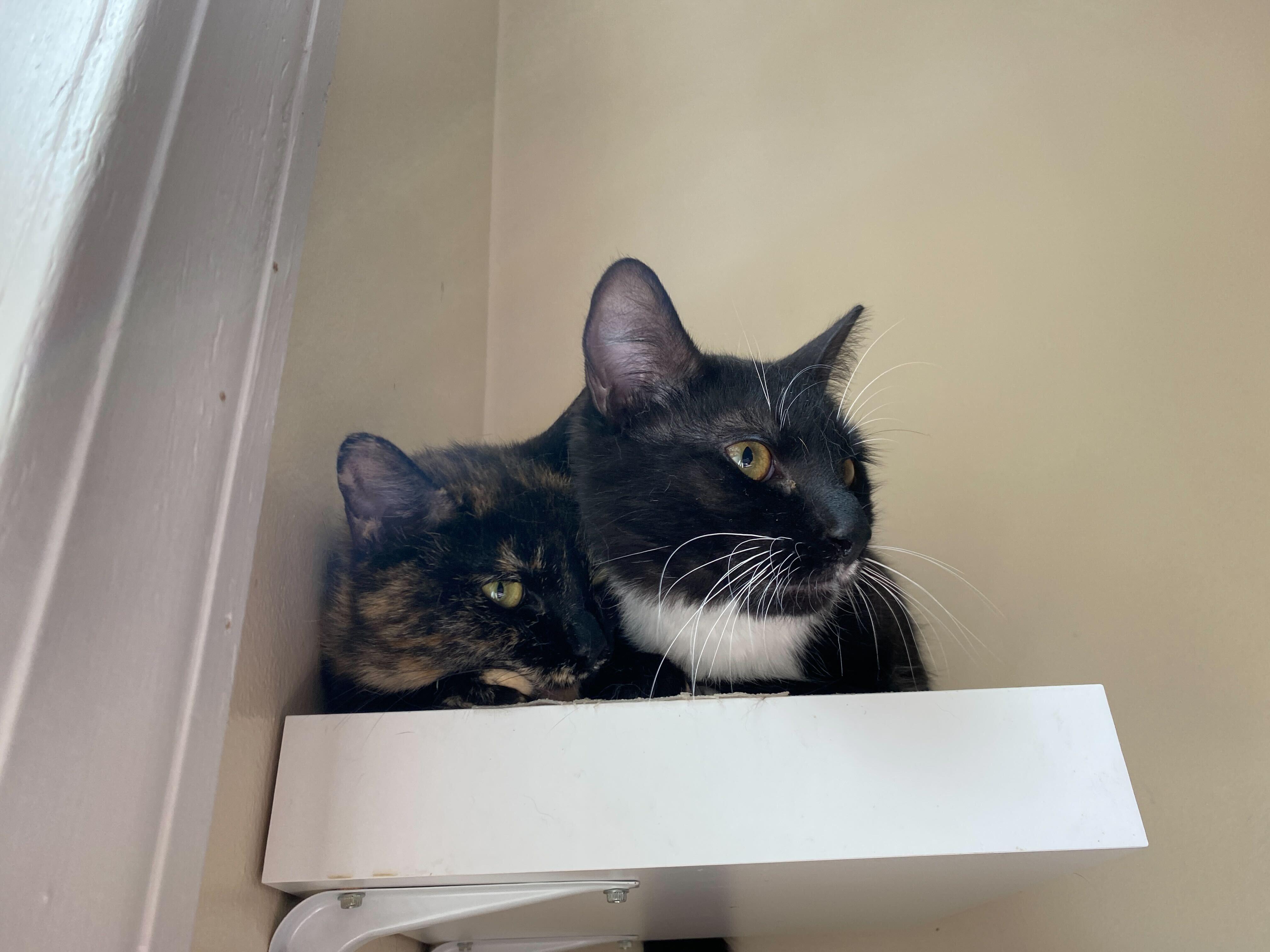 Cool Whip, an adoptable Domestic Short Hair in Salisbury, MA, 01952 | Photo Image 6