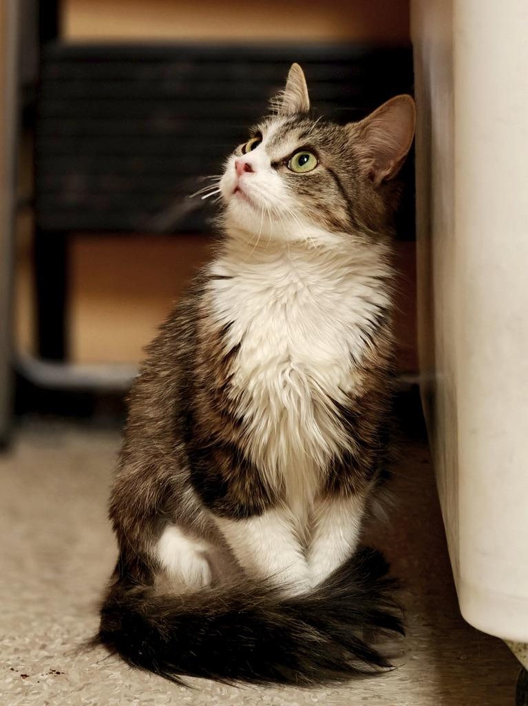 Ashley, Adoptable, Young Female Domestic Long Hair.