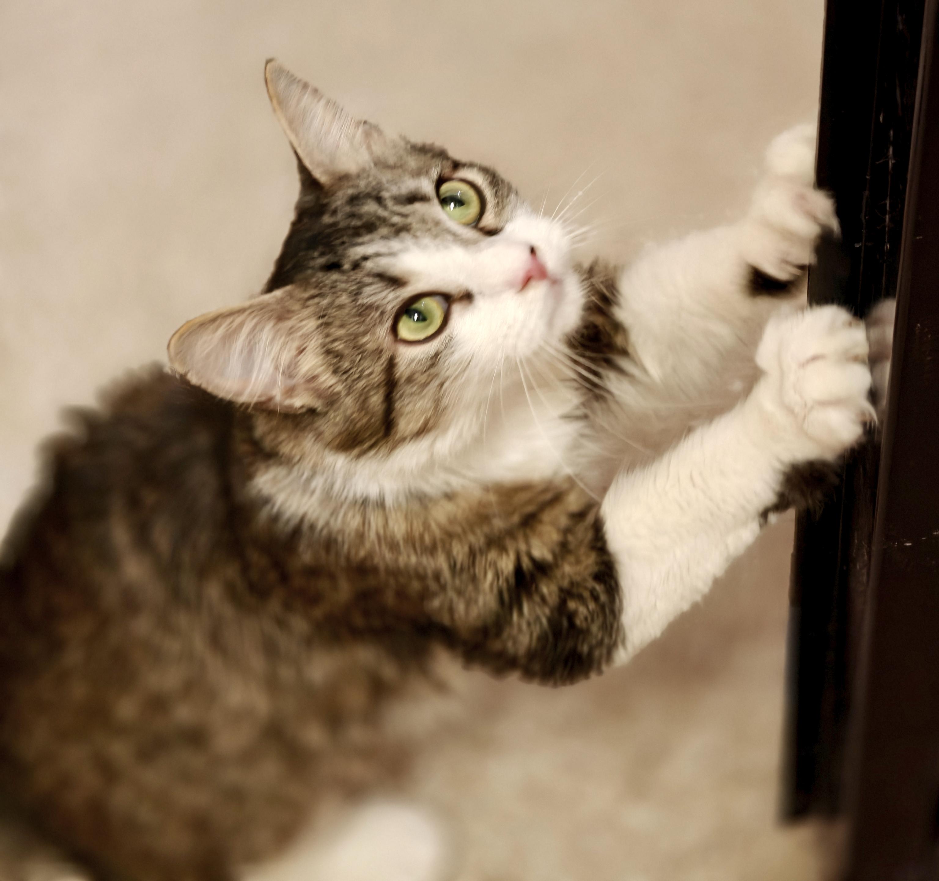 Ashley, a Adoptable Domestic Long Hair in Glenmont, NY image 2/4