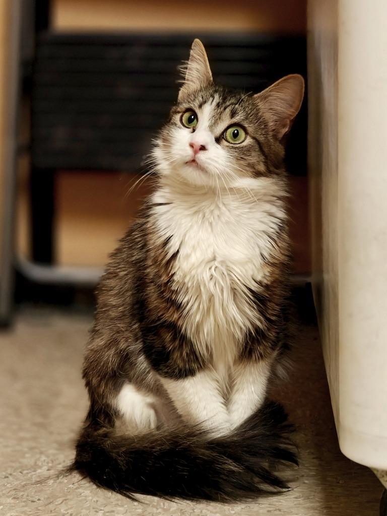 Ashley, a Adoptable Domestic Long Hair in Glenmont, NY image 3/4