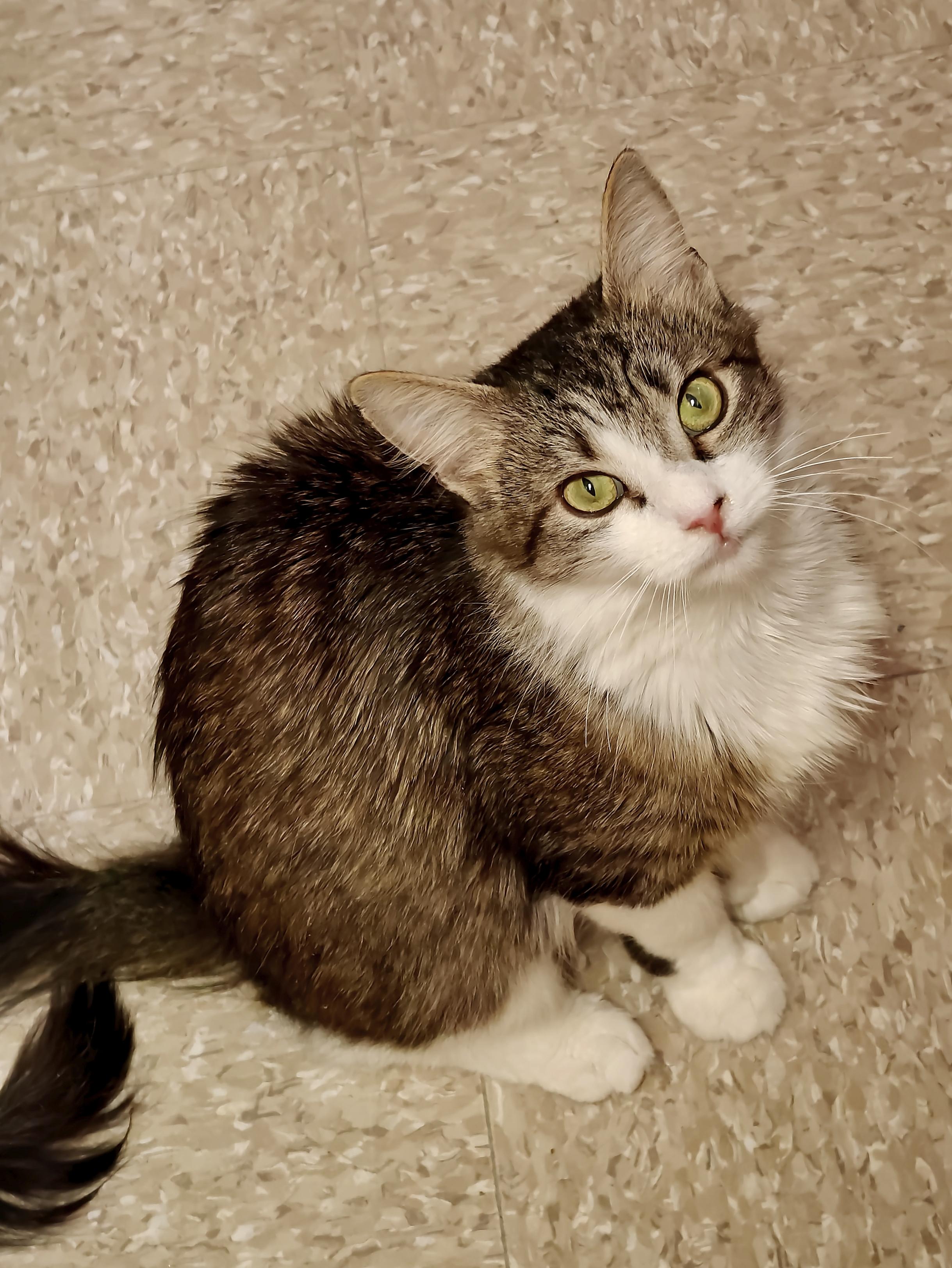 Ashley, a Adoptable Domestic Long Hair in Glenmont, NY image 4/4