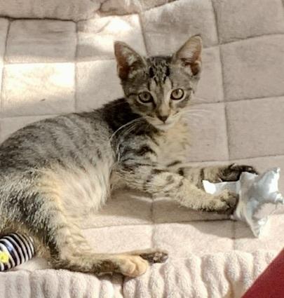 Enlarge Ariel, a Adoptable Domestic Short Hair in Chicago, IL image 1/3