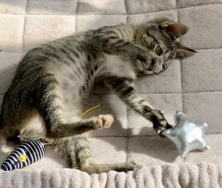 Enlarge Ariel, a Adoptable Domestic Short Hair in Chicago, IL image 2/3