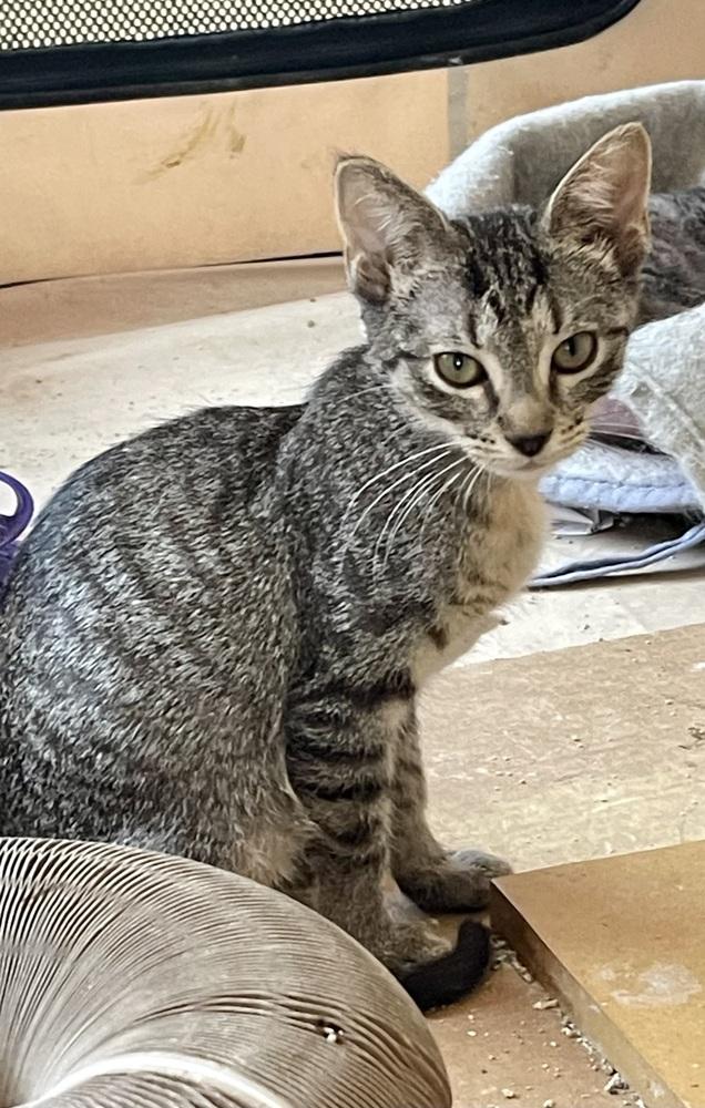 Enlarge Ariel, a Adoptable Domestic Short Hair in Chicago, IL image 3/3