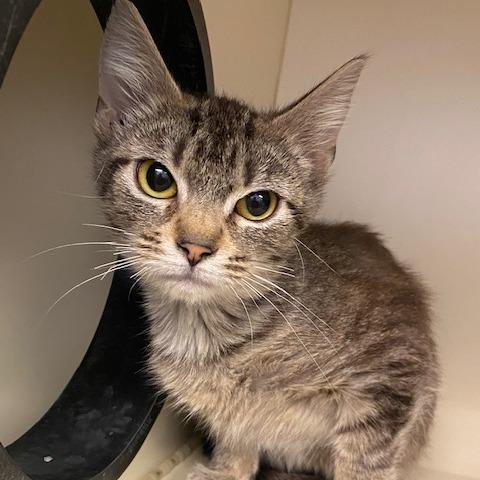 Enlarge Betty Lou Who, a Adoptable Domestic Short Hair in Dayton, OH image 1/1