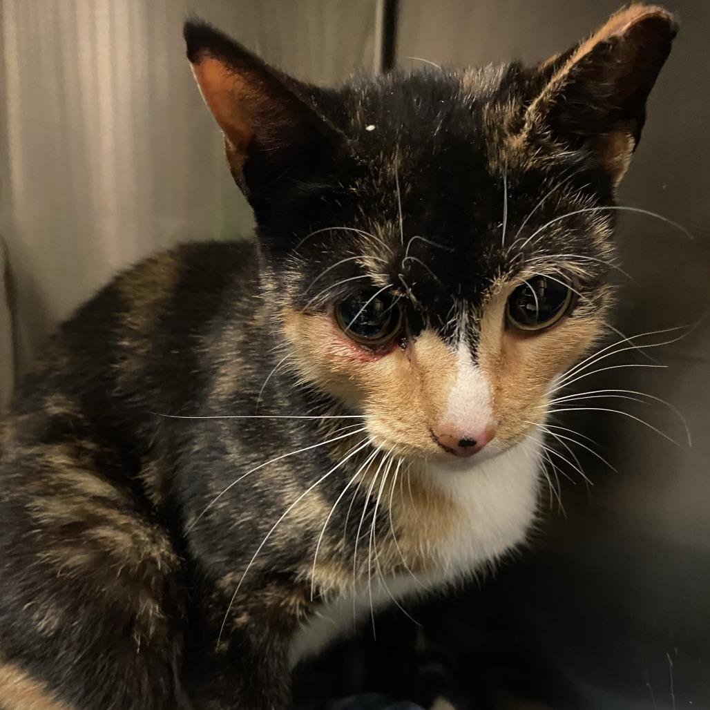 Enlarge Brulee, a Adoptable Domestic Short Hair image 1/1