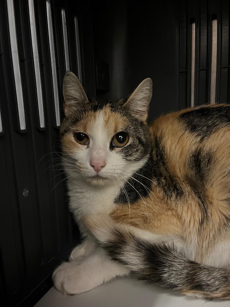 Enlarge Poppy, a Adoptable mixed breed in Neosho, MO image 1/3