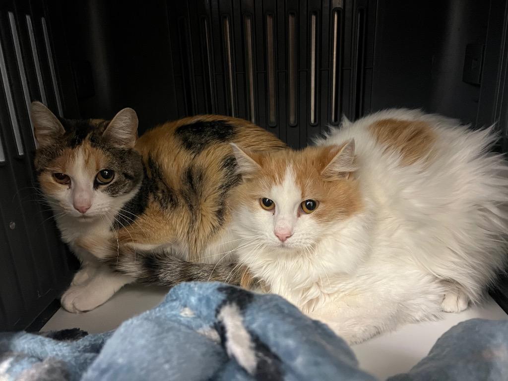 Enlarge Poppy, a Adoptable mixed breed in Neosho, MO image 2/3