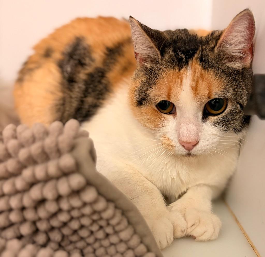 Enlarge Poppy, a Adoptable mixed breed in Neosho, MO image 3/3