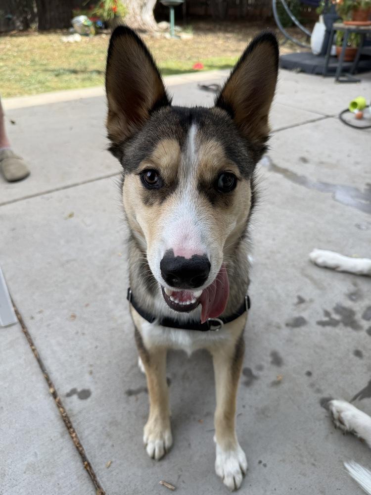 Timber, Adoptable, Puppy Male Husky & Mixed Breed.