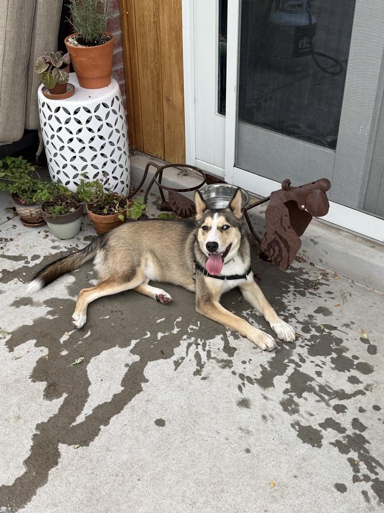Enlarge Timber, a Adoptable mixed breed in Denver, CO image 2/6