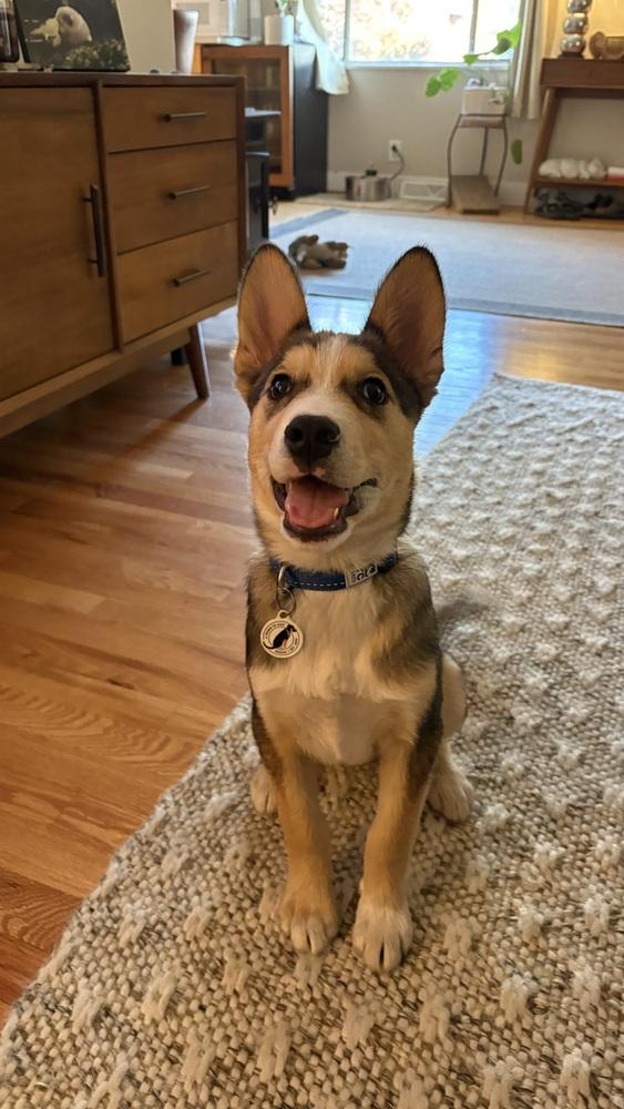 Enlarge Timber, a Adoptable mixed breed in Denver, CO image 3/6
