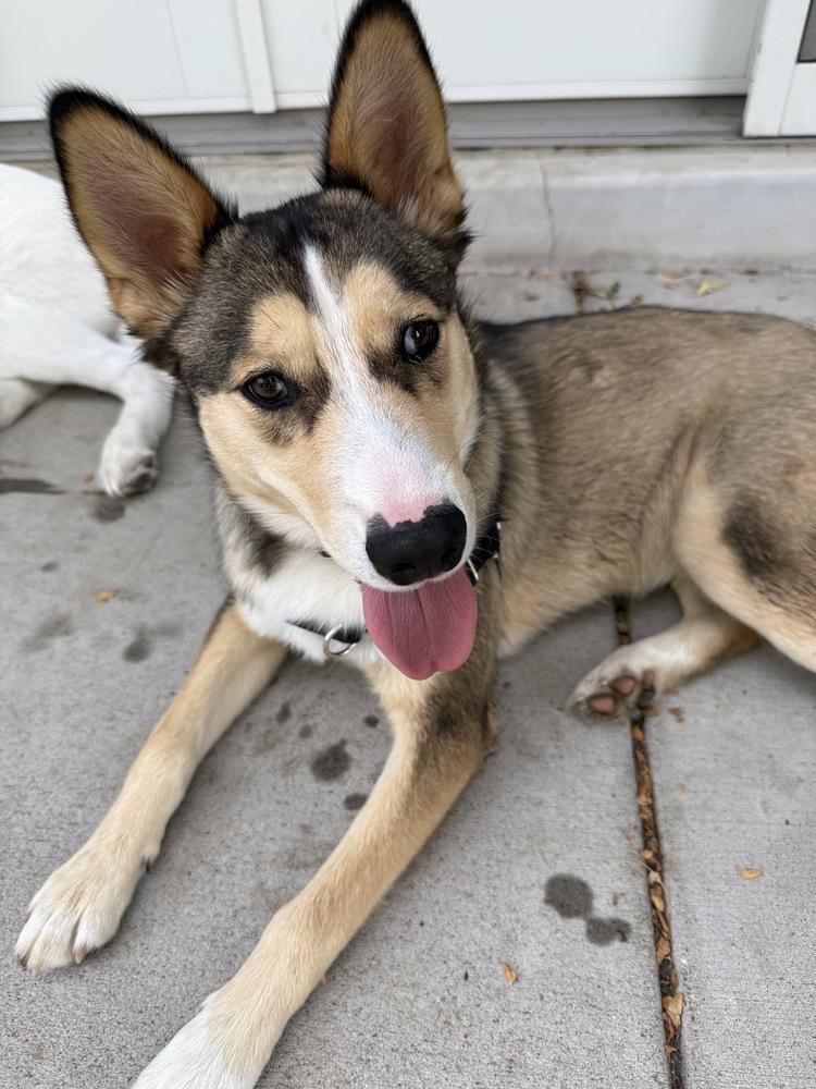 Enlarge Timber, a Adoptable mixed breed in Denver, CO image 4/6