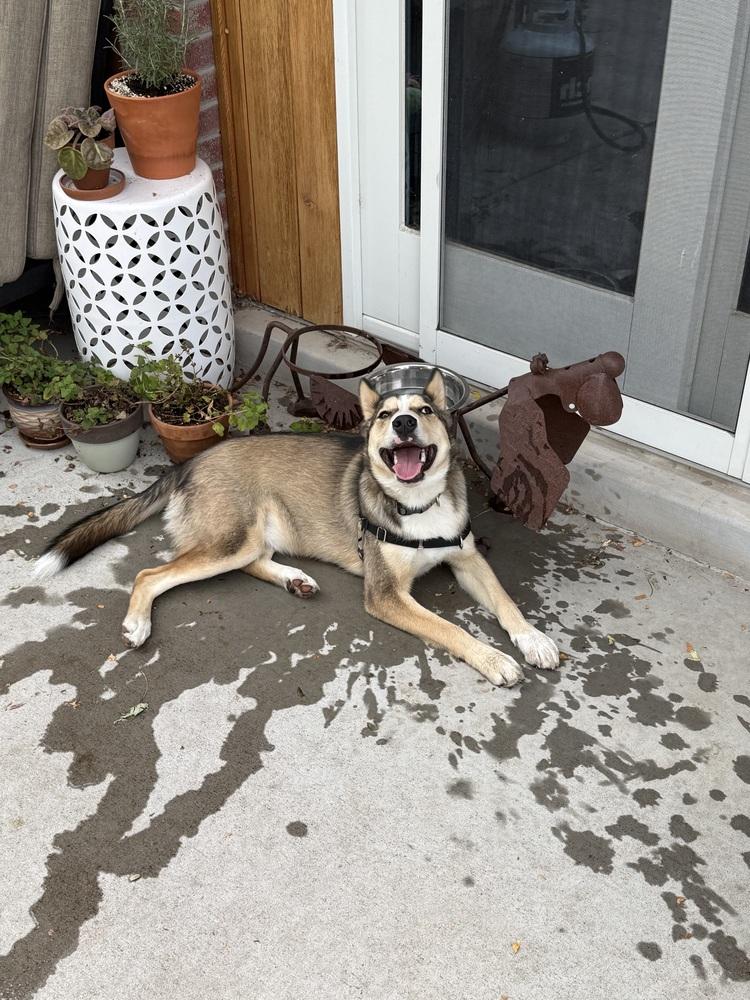 Enlarge Timber, a Adoptable mixed breed in Denver, CO image 5/6
