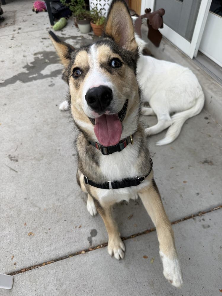 Enlarge Timber, a Adoptable mixed breed in Denver, CO image 6/6
