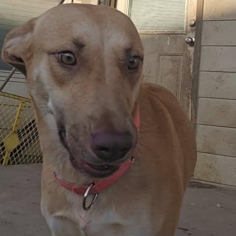 Enlarge Lilly, a Adoptable mixed breed in San Antonio, TX image 1/4