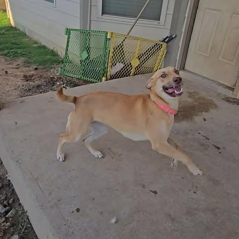 Enlarge Lilly, a Adoptable mixed breed in San Antonio, TX image 4/4