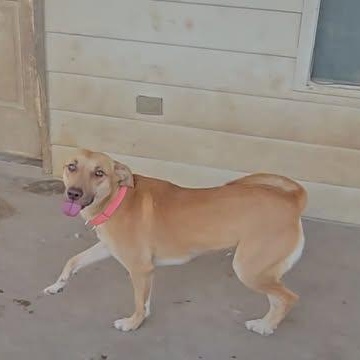 Enlarge Lilly, a Adoptable mixed breed in San Antonio, TX image 2/4