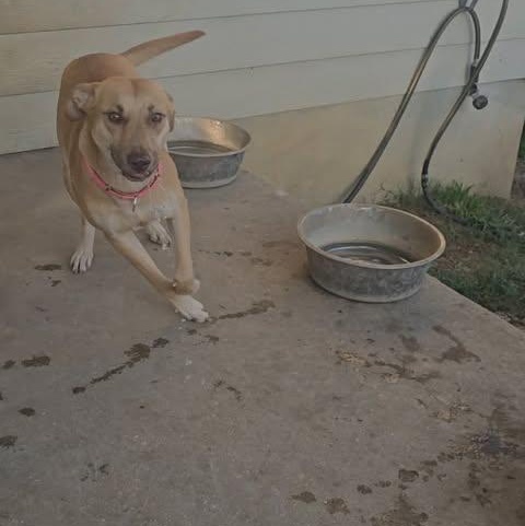 Enlarge Lilly, a Adoptable mixed breed in San Antonio, TX image 3/4