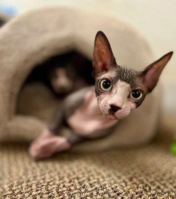 Charlie & Moose, Adopted, Adult Male Sphynx / Hairless Cat.